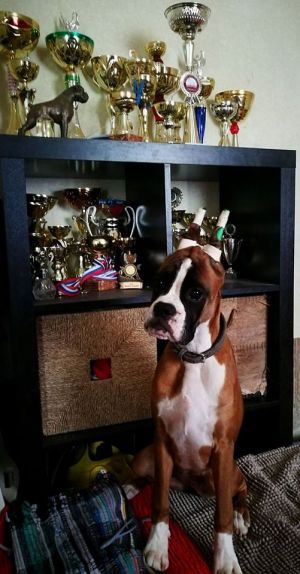 Dog Photo