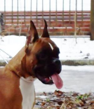 Dog Photo