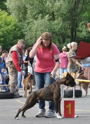 Dog Photo
