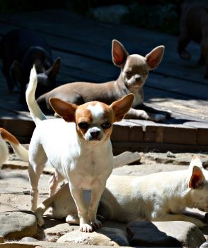 Dog Photo