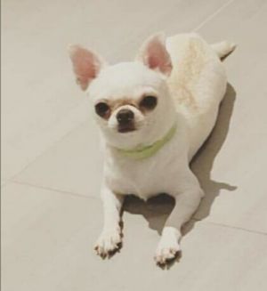 Dog Photo