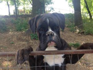 Dog Photo
