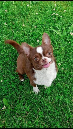 Dog Photo