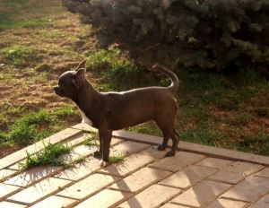 Dog Photo