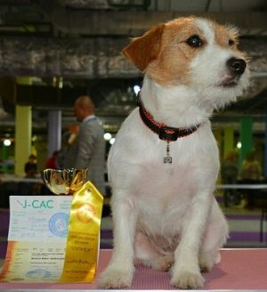 Dog Photo