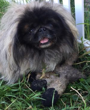 Dog Photo