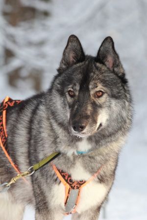 Dog Photo