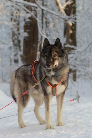 Dog Photo