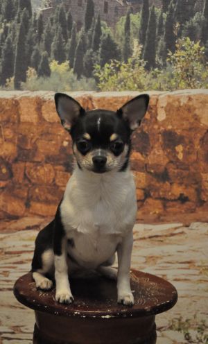 Dog Photo
