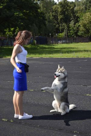 Dog Photo