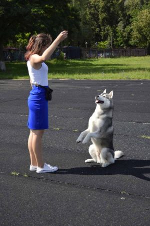 Dog Photo