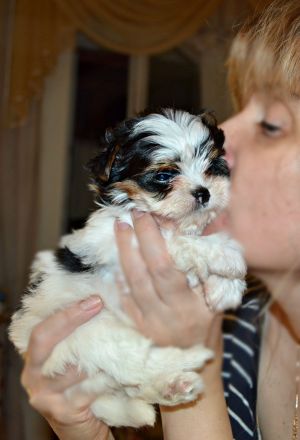 Dog Photo