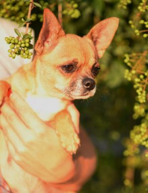Dog Photo