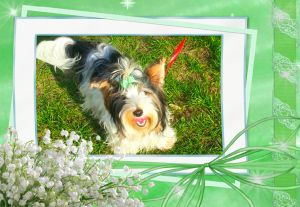 Dog Photo