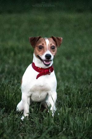 Dog Photo