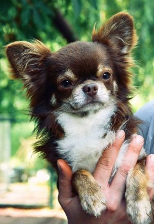 Dog Photo