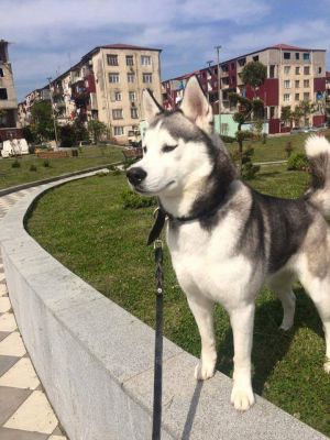 Dog Photo