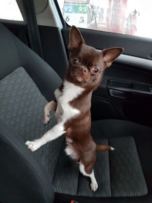 Dog Photo
