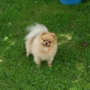 Dog Photo