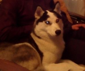 Dog Photo