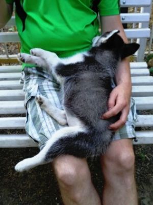 Dog Photo