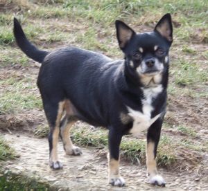 Dog Photo