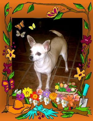Dog Photo