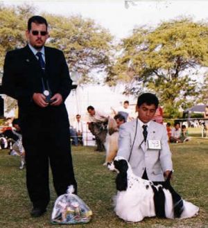 Dog Photo