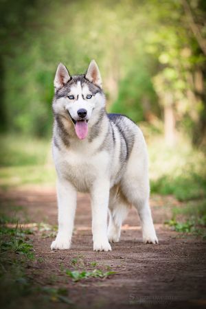 Dog Photo