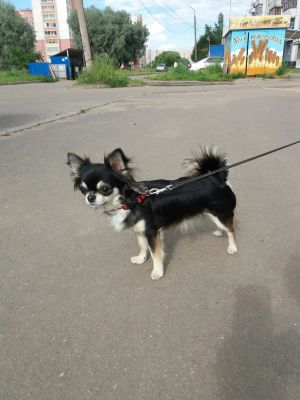 Dog Photo