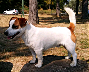 Dog Photo