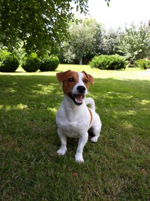Dog Photo