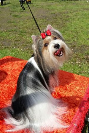 Dog Photo
