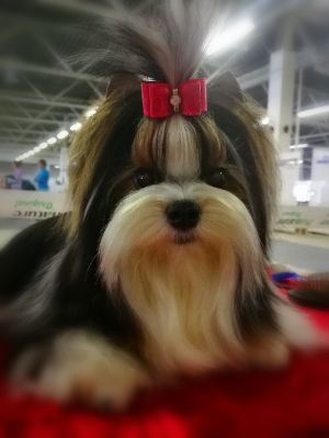 Dog Photo