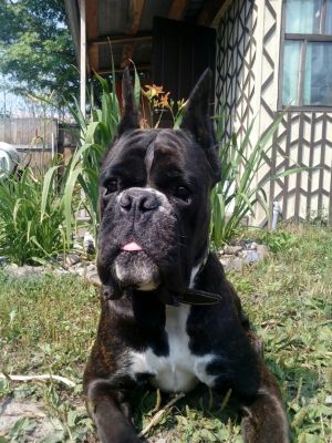 Dog Photo