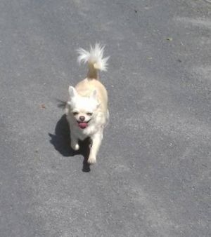 Dog Photo