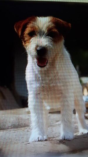 Dog Photo