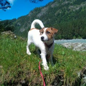 Dog Photo