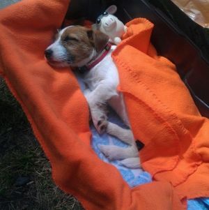 Dog Photo