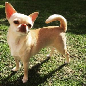 Dog Photo