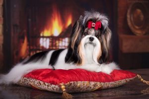 Dog Photo