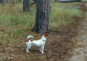 Dog Photo