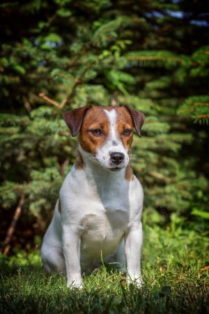 Dog Photo