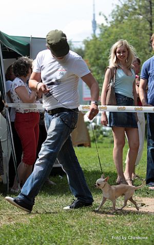 Dog Photo