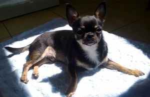 Dog Photo