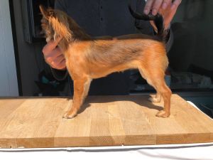 Dog Photo