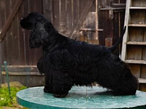Dog Photo