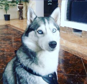 Dog Photo