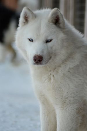 Dog Photo
