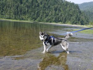Dog Photo
